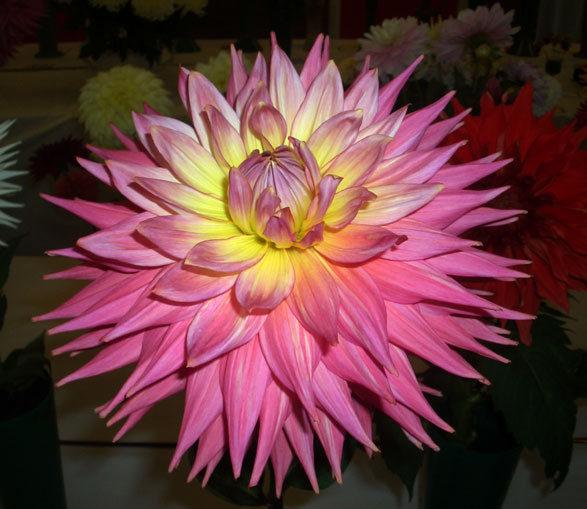 Medal National Dahlia Society am y blodeuyn gorau