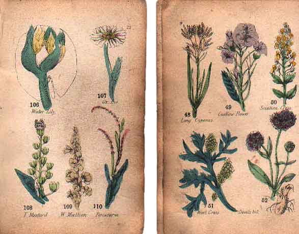 Family Herbal of Jones Llanllyfni - 2