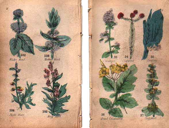 Family Herbal of Jones Llanllyfni - 3