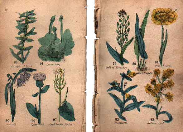 Family Herbal of Jones Llanllyfni - 4