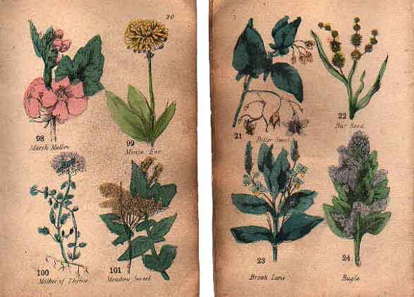 Family Herbal of Jones Llanllyfni - 5