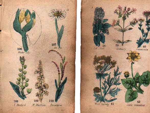 Family Herbal of Jones Llanllyfni - 6