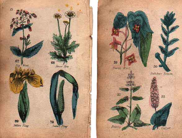 Family Herbal of Jones Llanllyfni - 7
