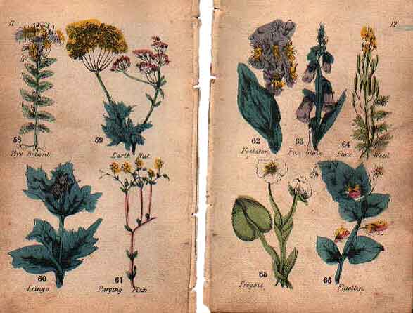 Family Herbal of Jones Llanllyfni - 9