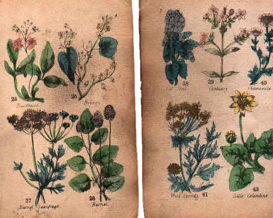 Family Herbal of Jones Llanllyfni - 10