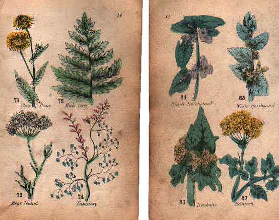 Family Herbal of Jones Llanllyfni - 11