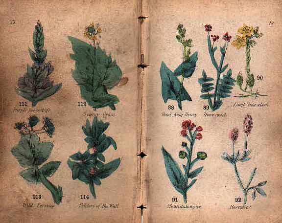 Family Herbal of Jones Llanllyfni - 12