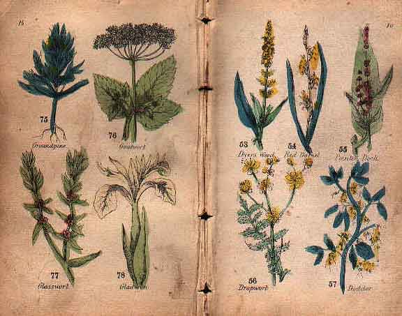 Family Herbal of Jones Llanllyfni - 13
